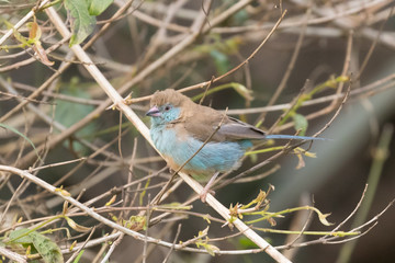 Red-Cheeked Cordon-Bleu