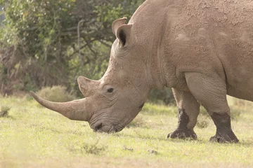 Foto op Plexiglas White Rhinoceros © Marc