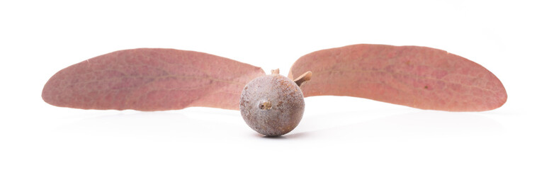 Dipterocarpus alatus Roxb Seeds  isolated on white background