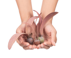 hand holding Dipterocarpus alatus Roxb Seeds  isolated on white background