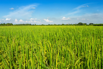 Beautiful green cornfield with fluffy clouds sky background.