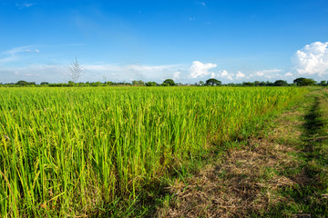 Beautiful green cornfield with fluffy clouds sky background.