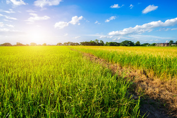 Beautiful green cornfield with fluffy clouds sky background.