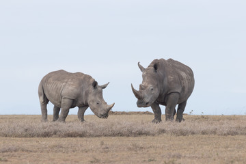 Obraz premium White Rhinoceros