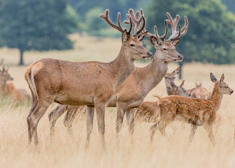 Deer
