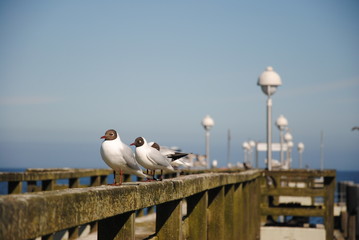Ostsee