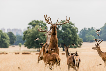Deer