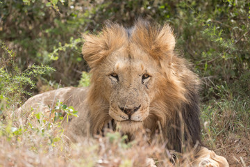Lion
