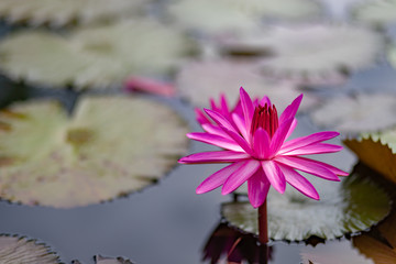 lotus flower water nature pond beautiful garden blossom 