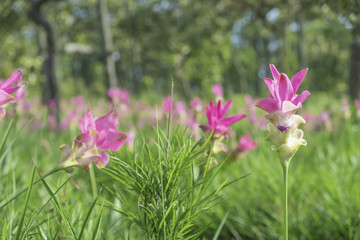 Close up.Siam Tulip flower on green green background.