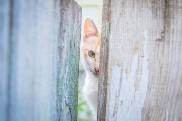 country cat looks out of the fence