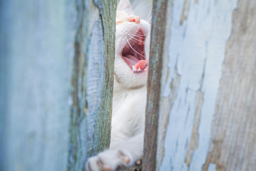 the village cat yawns