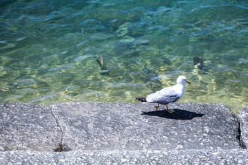 the seagull is walking on the wharf