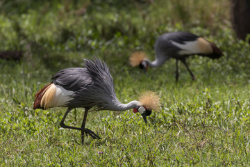 Grey Crowned Crane