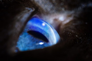 cat's blue eye. look up. the reflection of the stars