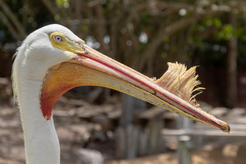  American white pelican