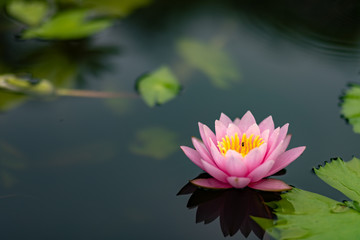 lotus flower water nature pond beautiful garden blossom 