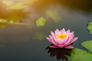 lotus flower water nature pond beautiful garden blossom 