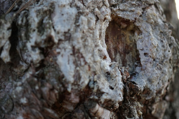 macro