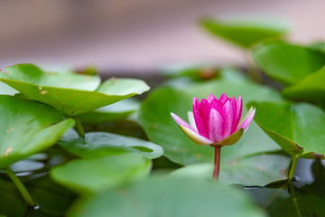 Naklejka na ściany i meble lotus flower water nature pond beautiful garden blossom 