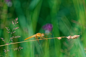 Brown darter stands on grass blade in summer meadow, Danubian wetland, Europe