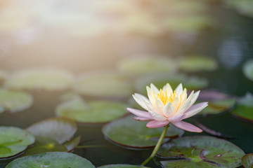lotus flower water nature pond beautiful garden blossom 
