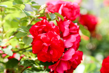 dzika czerwona róża