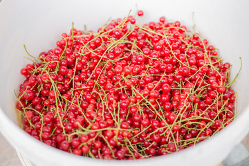 Fototapeta premium czerwona porzeczka w wiadrze