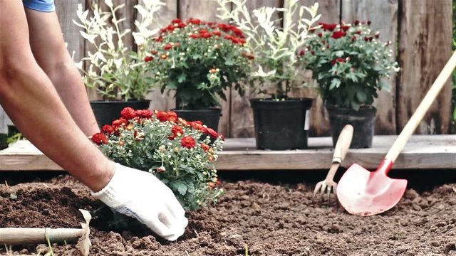 Male hands in protective gloves planting a bush of a red chrysanthemum into the earth. Slow motion
