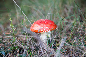 muchomor © Arkadiusz