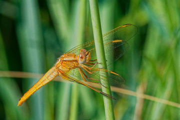 Brown darter stands on grass blade in summer meadow, Danubian wetland, Europe