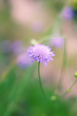 A gentle lilac flower in the forest. Artistic photo.
