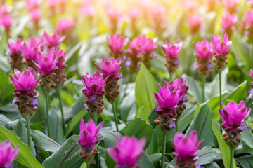 Obraz premium flower krachai background beautiful pink garden nature beauty