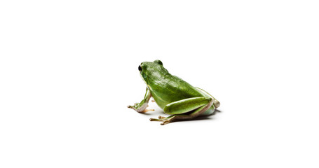 American green tree frog.