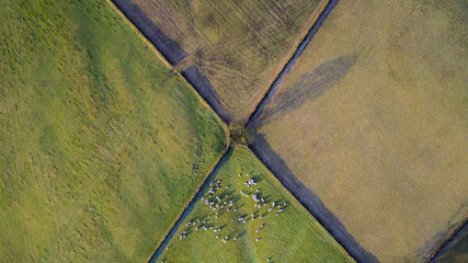 Aerial Drone Shot of Sheep