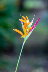 heliconia flower tropical isolated closeup beautiful bird background 