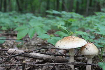 Mushroom