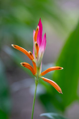 heliconia flower tropical isolated closeup beautiful bird background 