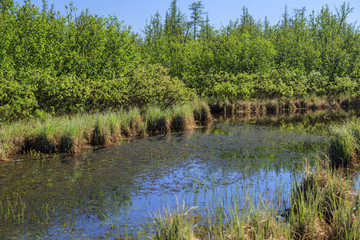 bog in the tundra