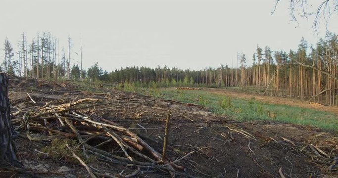 At the logging in the forest. Forest plot cleared from the trees. landscape of logging station with lots of cutten trees