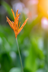 Fototapeta premium heliconia flower tropical isolated closeup beautiful bird background 