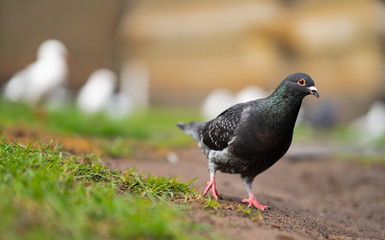 pigeon walking in the city of melbourne