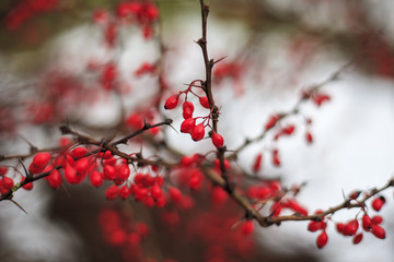 Autumn Landscape, Red Berries Barberry, branches in the ice, late autumn,