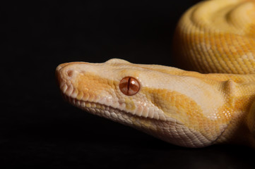 Albino Boa Portrait