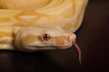 Albino boa tongue flick