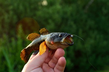 Summer fishing, catch.