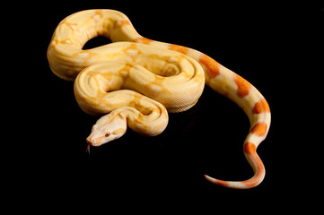 Albino boa on black background