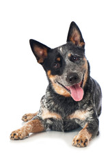 Liegender Australian Cattle Dog isoliert auf weißem Grund