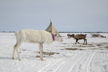 Deer harness with reindeer, pasture of Nenets