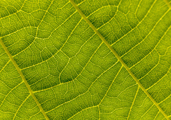 structure of a green leaf, macro